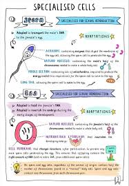 5th the answer to the questions about protein synthesis below the anino acids. 340 Biology Class Ideas Biology Teaching Biology Biology Classroom