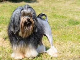 Some dogs can even live longer upon proper care and attention. Most Expensive Dog Breeds