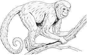 Top monkeys coloring pages for kids: Coloring Pages Of Monkeys Printable Activity Shelter