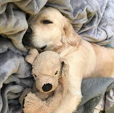 Golden Retriever That Has A Golden Retriever Stuffed Animal Popsugar Pets