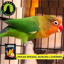 Maka dari itu bagi anda yang sedang gold coin love bird. Sempati Pakan Burung Lovebird Miltih Milet Putih Kemasan Plastik Ebod Jaya Pklbmej Lazada Indonesia