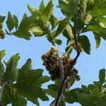 Image result for Combretum adenogonium