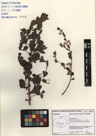 Image result for Pseudoconyza