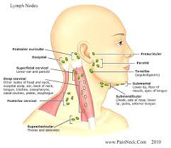 Nodes that lie both on top of and beneath the sternocleidomastoid muscles (scm) on either side of the neck, from location: Pin On Hematological And Immune Response