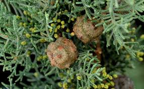 Image result for Cupressus lusitanica