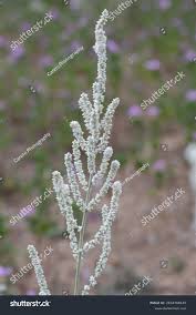 Image result for Aerva