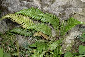 Image result for Blechnum attenuatum