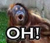 Orang Utan Monyet Monkey Ape Lucu Gambar Lucu Monyet