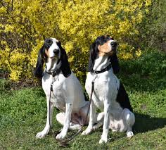 Image result for jurský honič