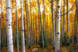 Birch Trees In Colorado Gold In The Trees In The Tree Large Scale Art Tree