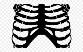Rib cage human skeleton, rib cage s, monochrome, head, anatomy png. Rib Cage Png Transparent Images Skeleton Rib Cage Clipart 5349452 Pinclipart