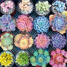 Please take a moment to browse our amazing range of jigsaw puzzles from the world's best artists and manufacturers! Succulents Jigsaw1000 Pcs Insmalls Com In 2020 Succulents Colorful Succulents Plants