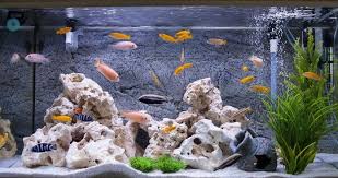 Try to anchor your plants. How To Anchor Aquarium Plants Aquarialy