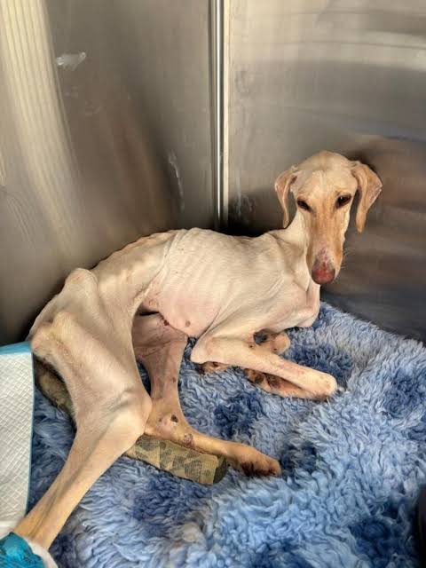 Thin dog needing home at RSPCA Cambridgeshire animal centre | The Hunts Post
