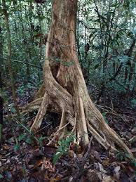 Image result for Heritiera