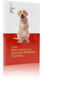 These energetic labradoodle puppies are a cross between the standard poodle & the labrador retriever. Labrador Retriever Training Personality More Trainpetdog