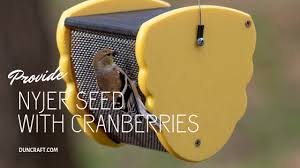 We did not find results for: 7 Best Bird Feeding Tips To Attract More Birds This Summer