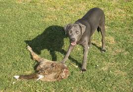 Feed your Lacy raw venison this deer season