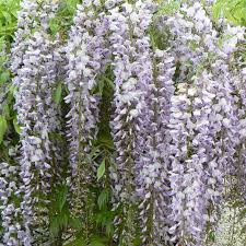 Wisteria requires regular pruning to keep growth and size under control. Wisteria Floribunda Lawrence From Nvk Nurseries
