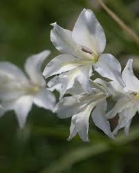 Image result for Gladiolus melleri
