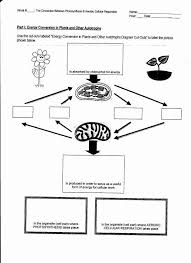 50 Photosynthesis Diagrams Worksheet Answers In 2020 Cell Respiration Cellular Respiration Photosynthesis