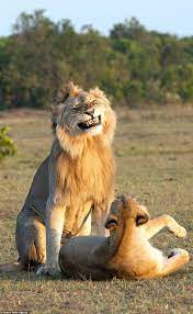 Lion looks VERY pleased with himself as he mates with a lioness : r/Lions