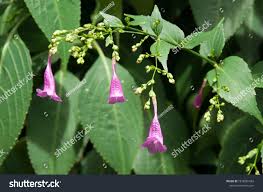 Image result for Strobilanthes hamiltoniana