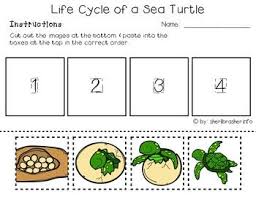 Life Cycle Of A Sea Turtle Prek K Worksheets English Life Cycles Preschool Life Cycles Sea Turtle Life Cycle