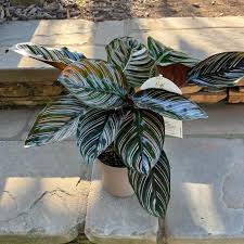Image result for calathea