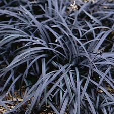 This plant is also known as monkey grass and is resistant to weeds and diseases. Black Mondo Grass Nigrescens Ophiopogon Planiscapus My Garden Life