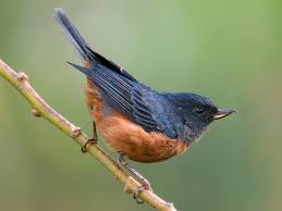 Image result for Secamone punctulata