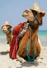 Head in sand 155 images. Camels