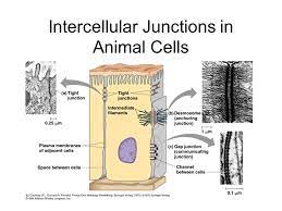 Check spelling or type a new query. Intercellular Junctions In Plants Plasmodesmata Channels In Which Plant Cell Walls Are Perforated With Functions Of Plasmodesmata Include Allowing Ppt Download