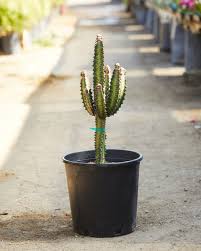 Image result for Euphorbia tholicola