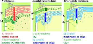 Unlabeled eye diagram u2014 untpikapps. Molecular Organization Regulation And Function Of Tricellular Junctions Sciencedirect