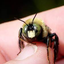 Cool facts about carpenter bees. All Buzz No Sting Carpenter Bees Do Just What Their Name Suggests New York State Ipm Program