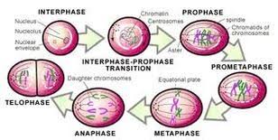 See mitosis stock video clips. The Five Stages Of Mitosis Diagram Quizlet