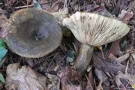 Image result for Lactarius mutabilis