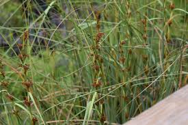 Image result for Cladium mariscus