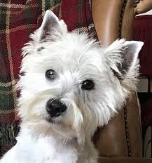 The adoption process was thorough, but entirely reasonable. Uk Westie Rehoming
