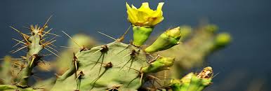 The hard seeds are used to produce an oil. Prickly Pear Oil Prickly Pear Seed Oil Opuntia Ficus Indica Oil