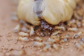 Termite 'cities' found in arid climates remain moist in the underground nest all year round.7 the insects need a moist atmosphere. Why Exceptionally Fertile Termite Queens Have Long Lives