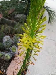 Image result for Bulbine capitata