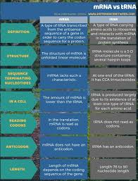 difference between mrna and trna compare the difference