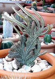Cactus flower lapel pin badge. 900 Cacti Ideas Planting Succulents Succulents Cacti And Succulents