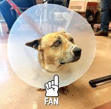 26761 aliso creek road, aliso viejo, ca 92656. New Beginnings For Merced Co Animals Nb4mcoanimals Twitter