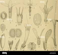 Image result for Cremaspora