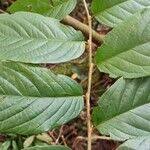 Image result for Bridelia micrantha