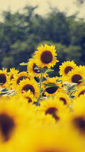 Download 750x1334 sunflowers, field, countryside, blurry, petals, summer wallpapers. Sunflower Field Iphone Wallpapers