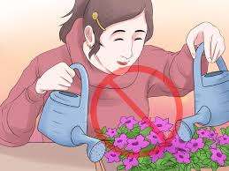 May 03, 2021 · potato and ginger are reproduced through stem tubers, the small buds present on the vegetable. How To Grow Petunias With Pictures Wikihow